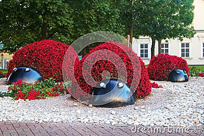 View of Flower Ladybugs Editorial Stock Photo